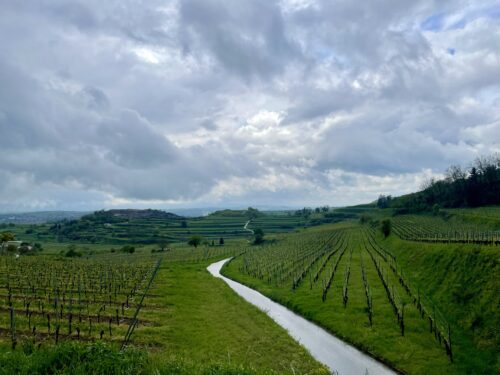 HÖFFLIN Paket 1: Schaum, Weiss & Rot - das Einsteiger-Paket in Höfflins Weinwelt